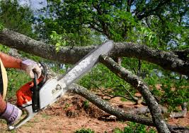 Best Tree Planting Services  in Round Lake, IL